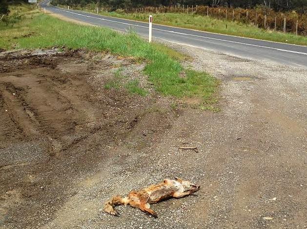 The Department of Primary Industries, Parks, Water and Environment (DPIPWE) is investigating all the circumstances surrounding a fox carcass that was reported to the Department by a member of the public on Sunday.