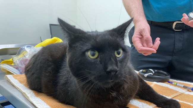 The cat is now in the care of the RSPCA’s Lonsdale shelter. There is no indication he ate the rat bait. Picture: RSPCA South Australia