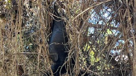 Sadie the dog was rescued from a tree in Lismore after being trapped for three days. Picture: Fire and Rescue NSW