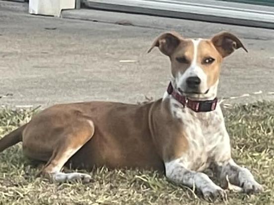 Molly: Vanessa Lazarus' 8 month old Catahoula x