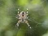 (GERMANY OUT) Gartenkreuzspinne (Araneus diadematus) - European garden spider (Araneus diadematus) (Photo by Alfred Schauhuber/McPhoto/ullstein bild via Getty Images)