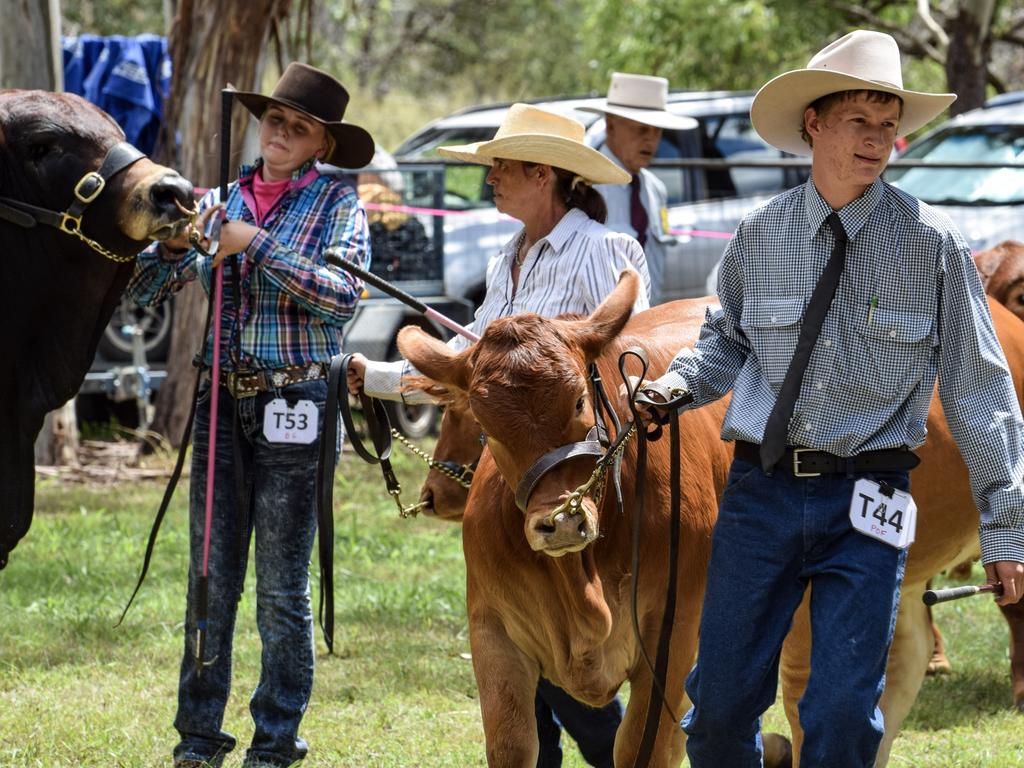 63rd Proston Show Stud Cattle | The Courier Mail