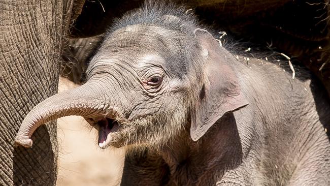 Meet Taronga Western Plains Zoo’s baby elephant | news.com.au ...