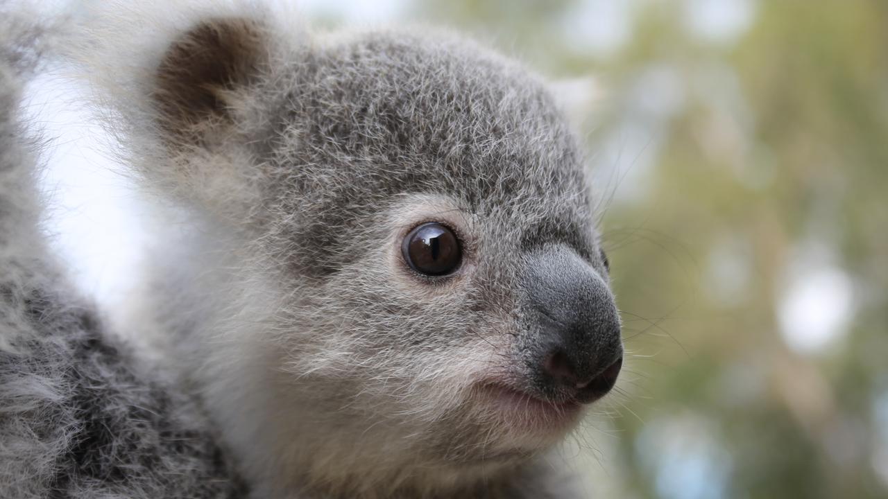 Tallow wins Tourism Australia's cutest koala joey competition