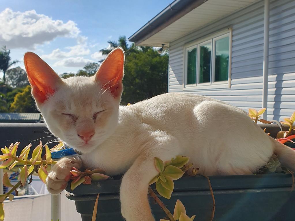 Artemis living the dream as usual. Picture: Rosie Michel. Coolest Cat photo competition. Quest Community News and Courier Mail WRH