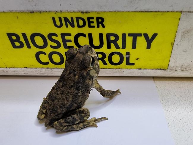 Items seized by biosecurity officers employed by the Department of Agriculture, Forestry and Fisheries. A live cane toad was among the items seized from travellers' bags at Sydney Airport in 2023. Picture: DAFF