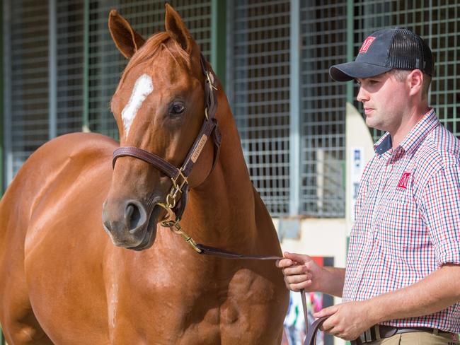 The Capitalist-Booklet colt, with Keelan Dempsey of Newgate Farm. Picture: Sharon Chapman, Fast Track Photography