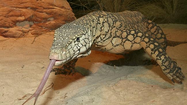 Learner Skælde ud Hilse The Australian native animals no-one knows about | news.com.au — Australia's  leading news site