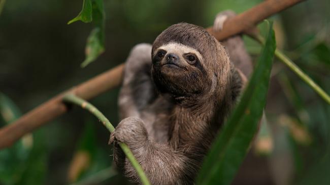 Eagle-eyed Sandro can spot sloths from a hundred metres away or more, even when they’re camouflaged in dense rainforest. Picture: Mario Gomi/Delphin Amazon Cruises.