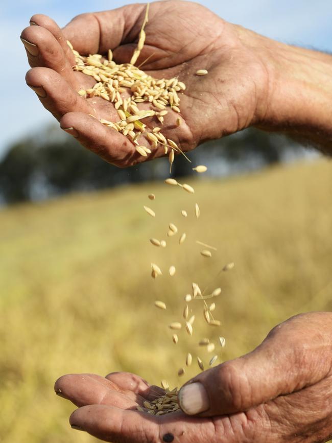 Australian rice harvest starts from mid-March.