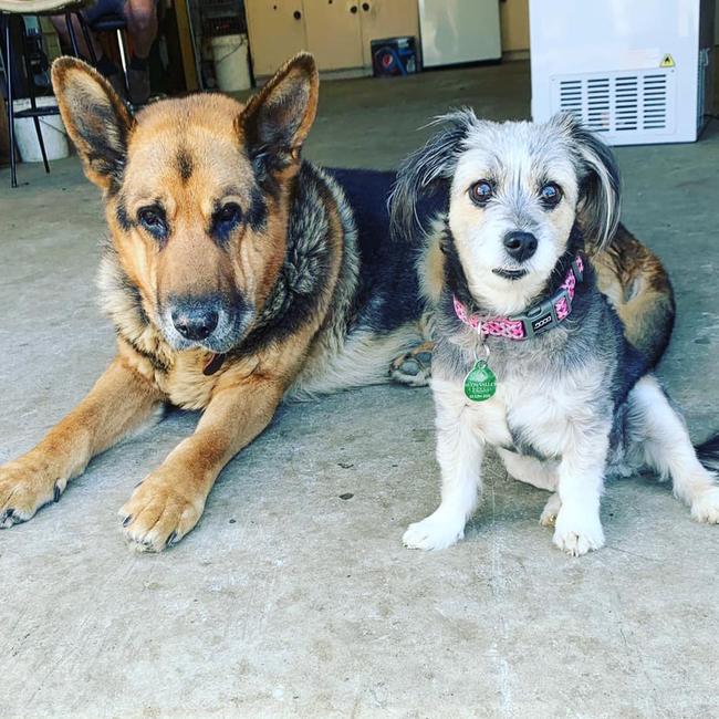 Tassie's Pawfect Pairs | Kama Russell-Thorpe: Baz and Millie best friends !!