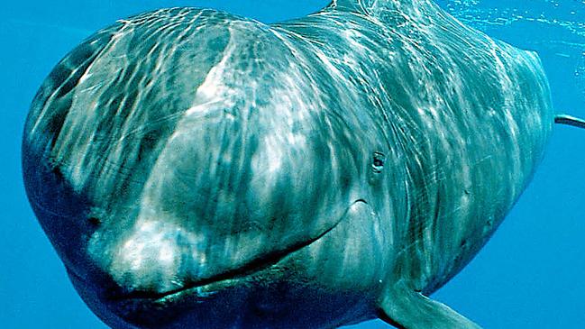 A healthy pilot whale.