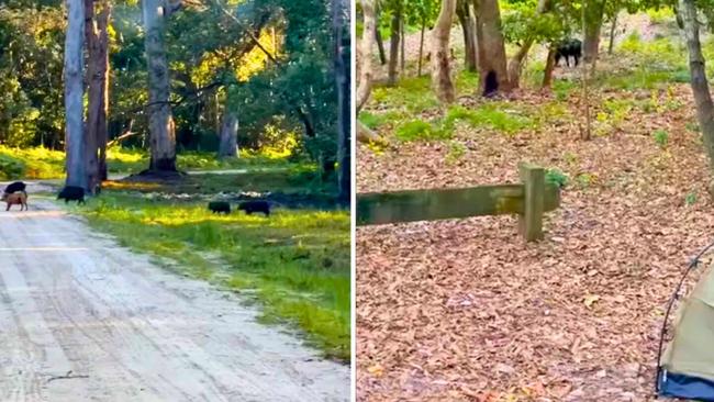 Feral pigs on Bribie Island. Source: Facebook/L Carberry/A Caruana