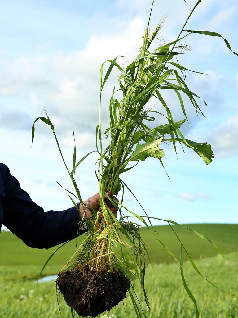 About 100 of the Olsens’ 121 hectares are under an approved carbon project, started in 2015 and run in partnership with Agriprove and Corporate Carbon. Picture: Andy Rogers