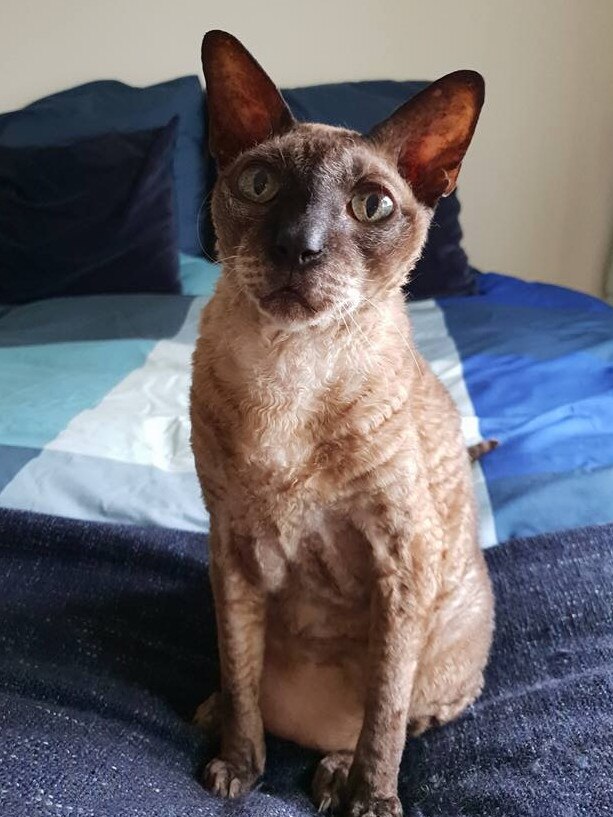 MOCHA: The human’s bed is always the most comfy, just ask the gorgeous Mocha.