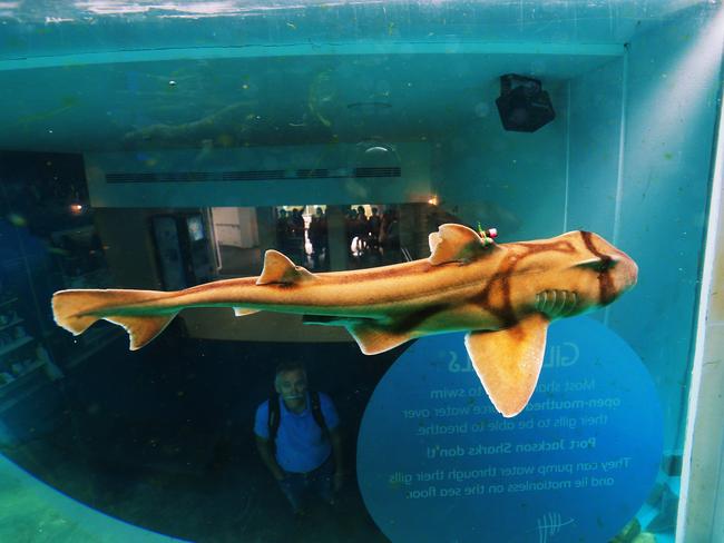 One of the part-time Port Jackson sharks at Taronga Zoo, which are part of research conducted by Taronga and Macquarie University. Picture: Toby Zerna