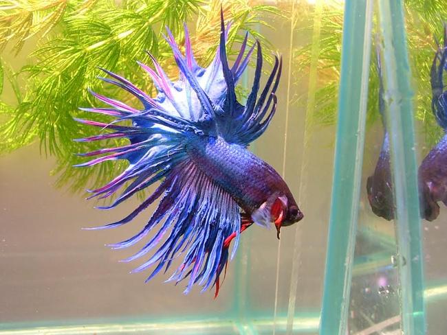 Siamese fighting fish are generally pretty tough, so if they’re showing signs of distress, get to the bottom of the problem. Picture: Supplied