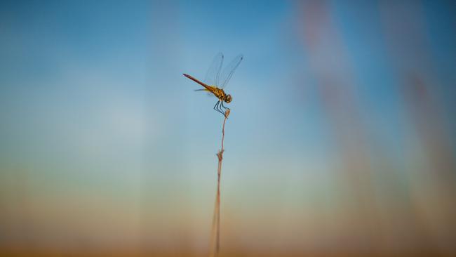 Dragonflies indicate the start of the dry season. Picture: Glenn Campbell