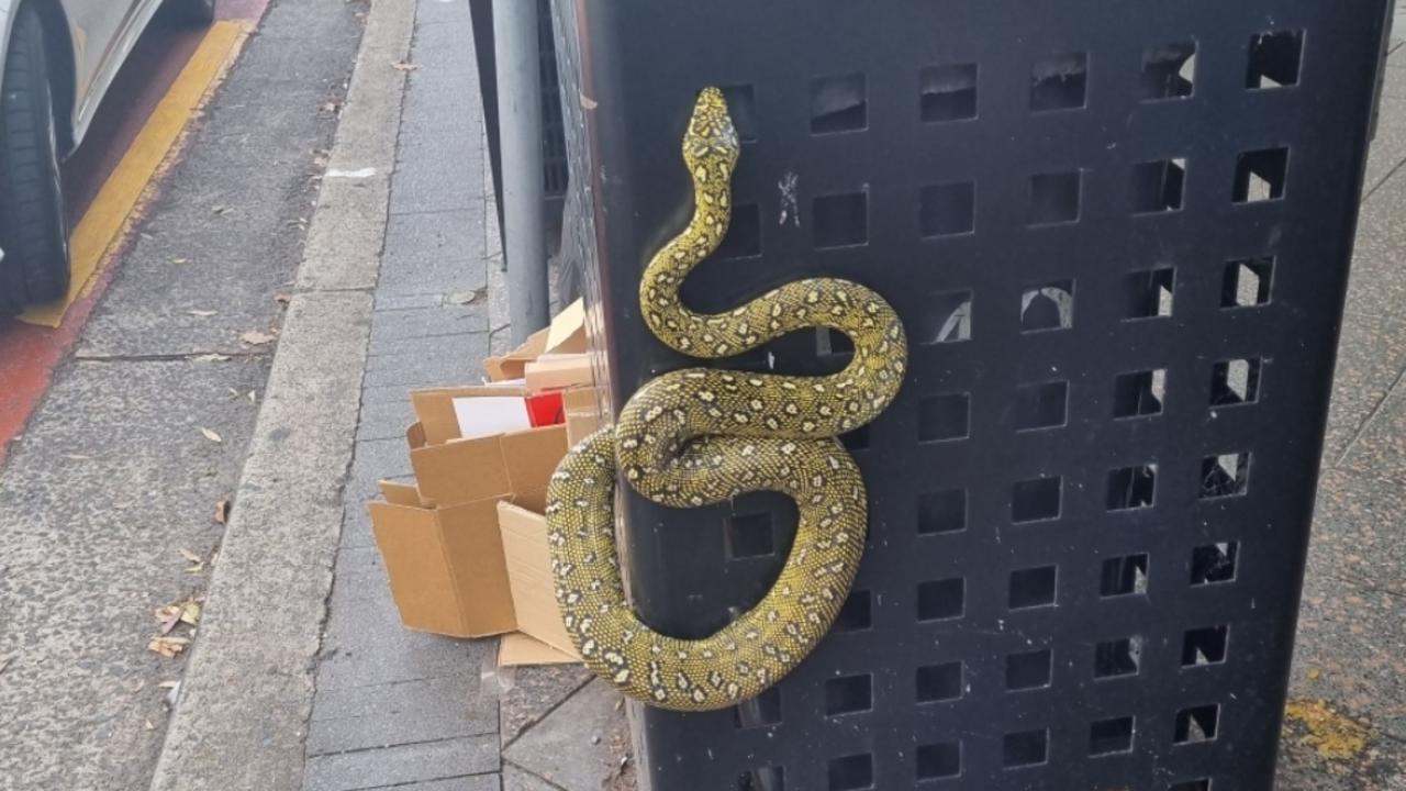 Sydney Wildlife Rescue urged members of the public not to handle snakes in the wild. Picture: Sydney Wildlife Rescue