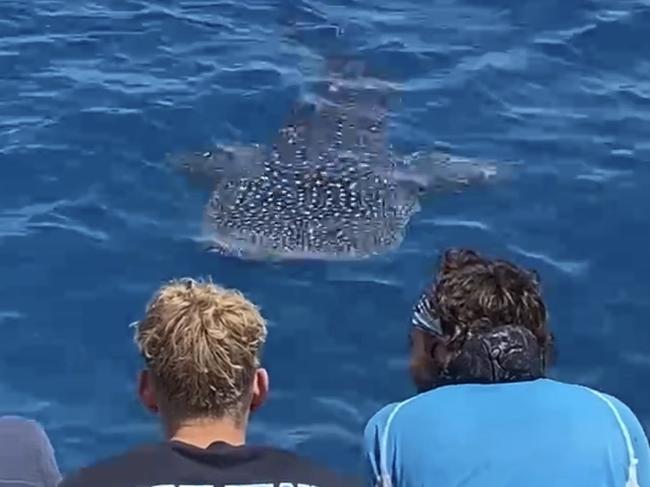 Watch: Rare sighting of whale shark off Great Barrier Reef