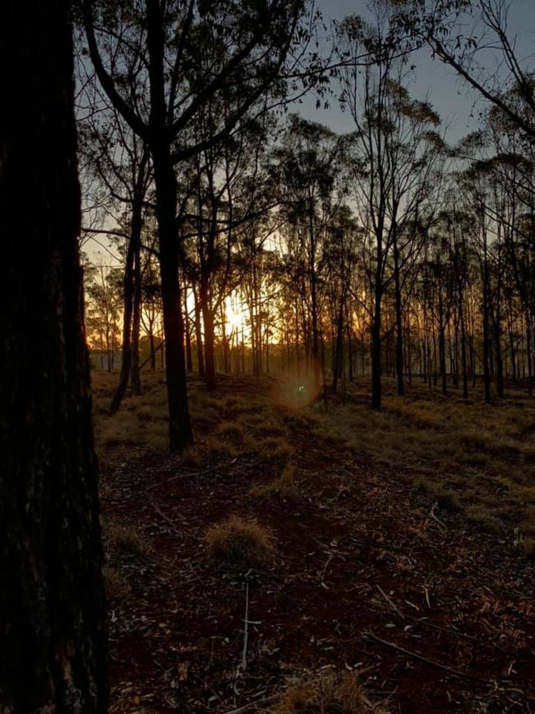 Through the trees. (Photo: Taylah Manns)