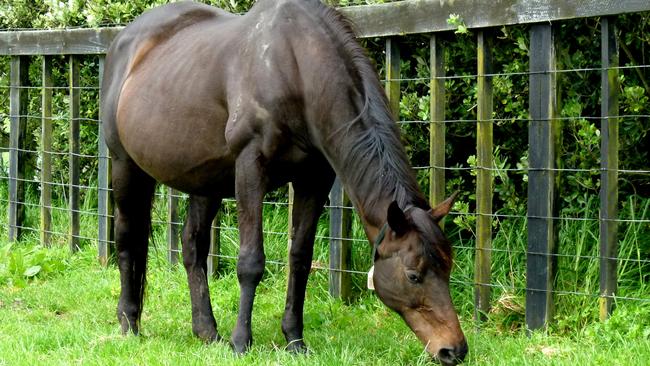 Pregnant pause: Pravda, now aged 21, grazed at Spring Hill stud where she is due to foal soon. Supplied by Rich Hill Stud