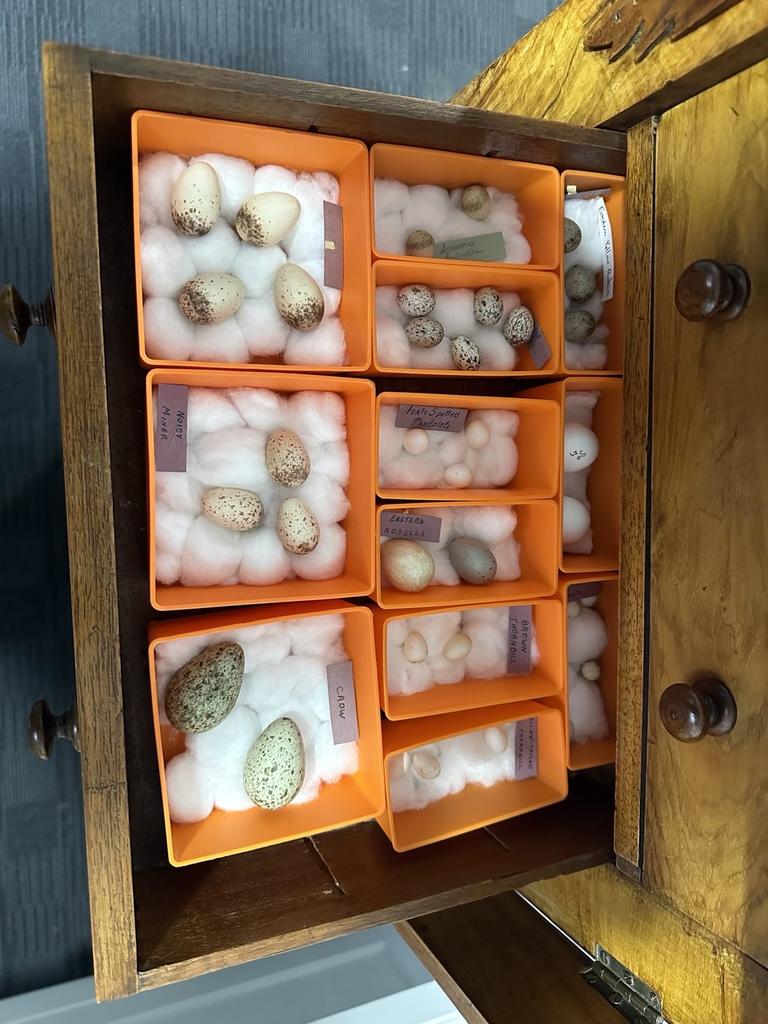 Eggs seized in joint police investigation. Picture: Supplied