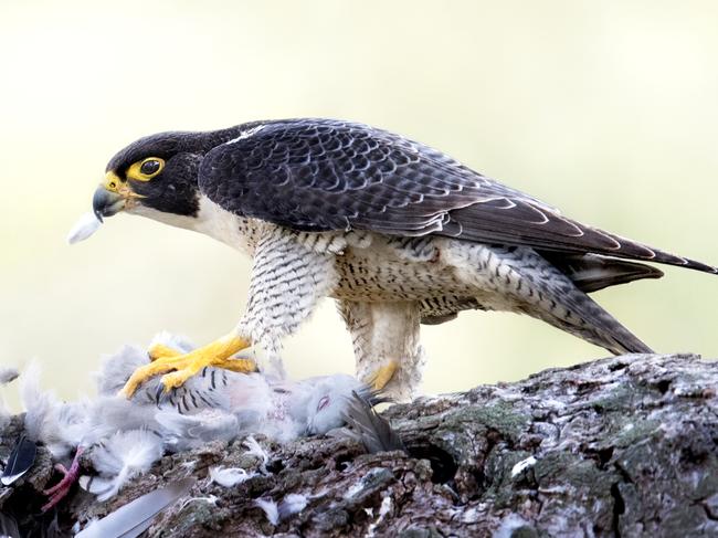 Green Adelaide has launched an urban raptors eduction campaign to raise awareness of Adelaide’s majestic birds of prey, as well as a much smaller native bird called the tree martin. The campaign’s posters and cut-outs can be found in Leigh Street, Peel Street, Adelaide Botanic Gardens, Botanic Park and War Memorial Drive until 30 April, 2022.  Peregrine Falcon Barossa Valley Crested Pigeon . Must credit: Craig Greer,