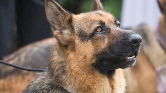 Jacob Seiffert and Kerrie Baines's German shepherds. Supplied by Jade Norwood Photography