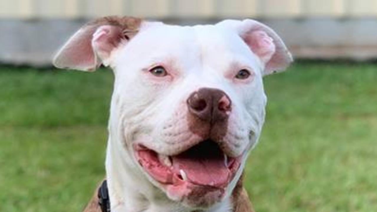 Suzy the American Bulldog. Photo Jordy Morton