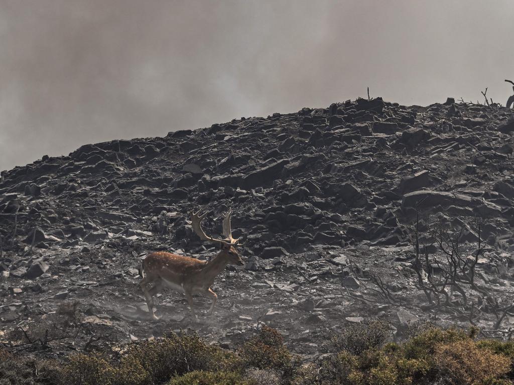 A deer runs with smoke in the background on the island of Rhodes. Picture: AFP