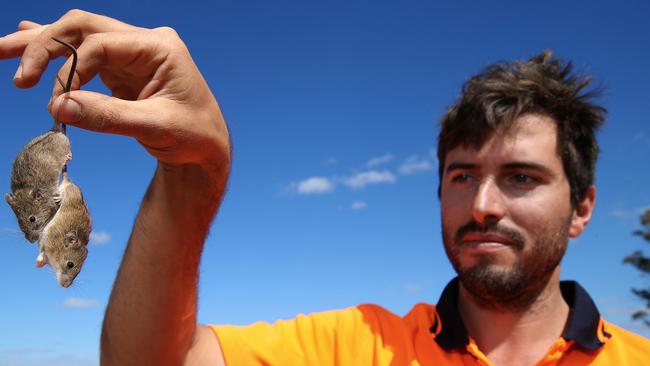 Lockie Roberts, 30, who runs the Mumblepeg Citrus Farm about 30 minutes west of Dubbo. His oat shed is infected with mice. Picture: David Swift