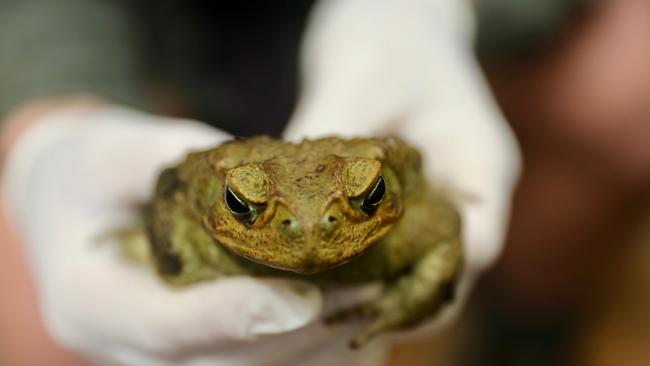 A cane toad found on a farm at Somersby, on the NSW Central Coast. Picture: News Corp