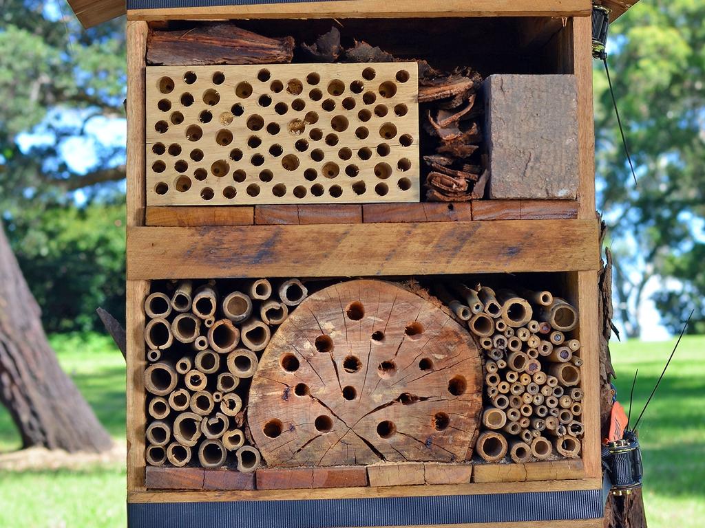 Bee hotel strapped to a tree in Australian parkland to attract solitary native bees.