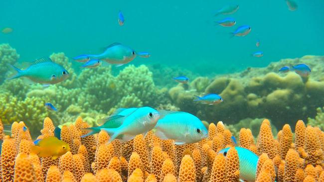 An artificial reef is slated for Tweed. Picture: AFP/Jodie Rummer/ARC Centre of Excellence for Coral Reef Studies at James Cook University