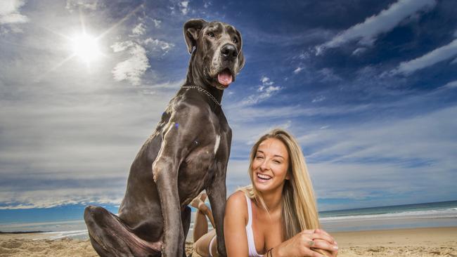 Taryn Smith from the Sunshine Coast with her larger than life pooch 'Rome' the Great Dane. Picture: NIGEL HALLETT