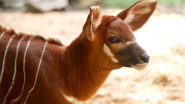 Houston Zoo Celebrates Mother’s Day Bongo-Duiker Baby Boom