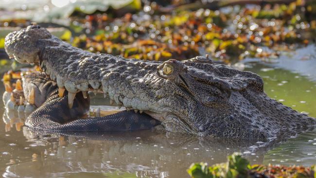 Mother and daughter Georgina and Jacinta Barbour captured these photos of a crocodile eating a snake in the Yellow Water Billabong. Picture: Jacinta Barbour