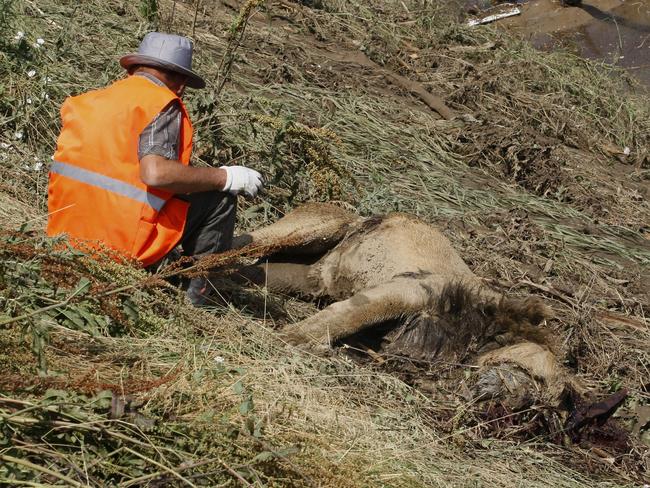 A municipal worker sits near the body of a lion at a flooded zoo area in Tbilisi, Georgia. Picture: AP