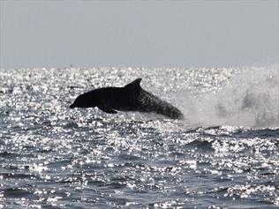 A dolphin races ahead of a ship.