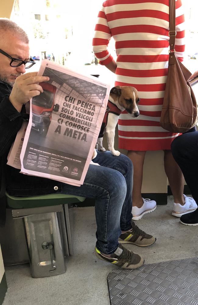 A dog on a ferry in Venice. Italy has some of the most pet-friendly public transport in the world. Picture: Gillian McNally