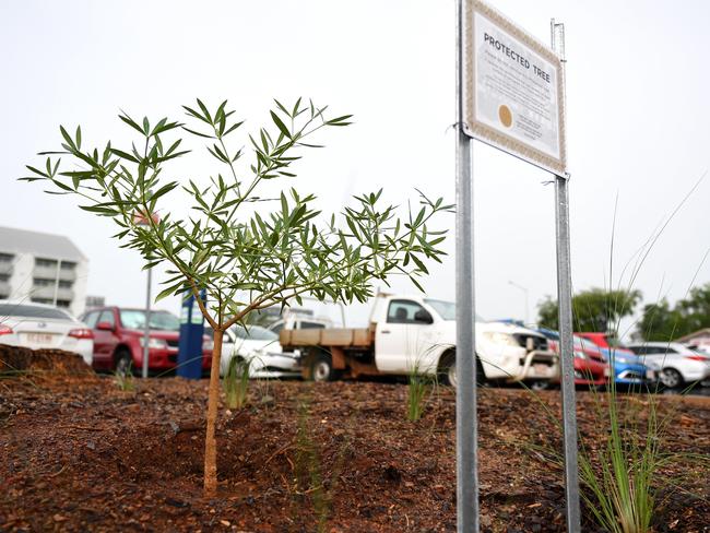 A young Milkwood tree has been planted in the Cavenagh St car park, which Gerry Wood says won't have a reason to be removed as it is healthy and not full of rot after a 100 year old milkwood was cut down late last year to make way for the new CDU site.