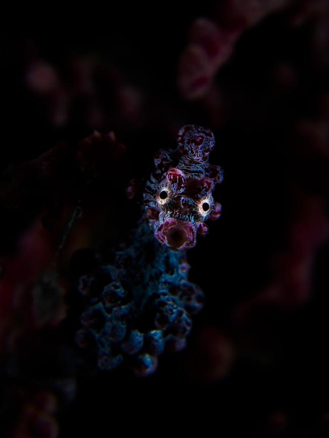 Third Category 5... Portrait. Hypnotic. Pygmy seahorses are some of the most shy beings I’ve ever met. The strobes and strong light are not to their liking and most of the time they just turn away. My goal was to use as less light as possible so I’ve built my own snoot in order to accomplish that. It creates a “needle” of light. Not bothered by flashes or torches, this pygmy looked straight into the camera offering me one of the most rewarding hypnotic portraits I have ever shot. Picture: Dragos Dumitrescu/Romania /UPY 2017