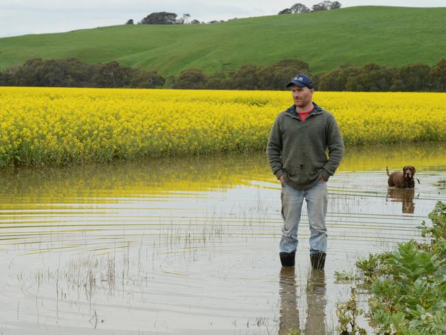 Wal Dyer checks out the flood damage to a friends Canola crop in Sandford. Picture: Karla Northcott