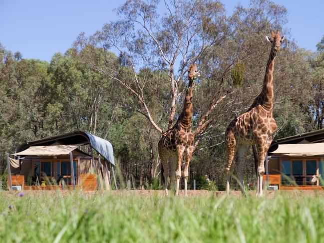 Dubbo Western Plains Zoo is a popular attraction. Picture: Supplied