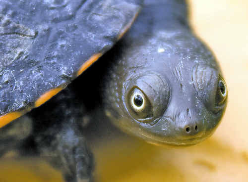 A baby long neck turtle. Picture: Marcus Couper