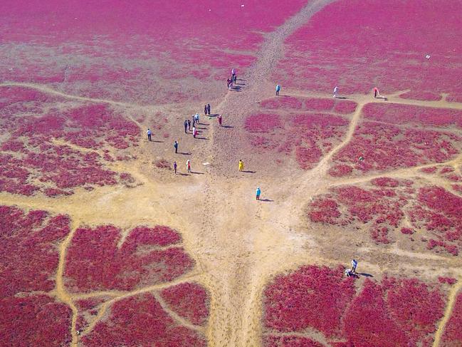 This aerial photo taken on September 21, 2023 shows people walking on a beach covered with the plant Suaeda salsa, also known as seepweed or sea-blite, which can turn red in autumn in Yingkou, in China's northeastern Liaoning province. (Photo by AFP) / China OUT