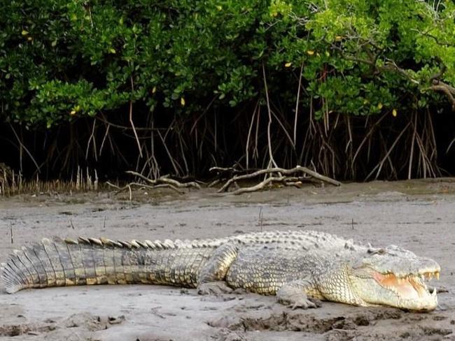 Crocodile attacks Innisfail: Katters to introduce cull legislation |  news.com.au — Australia's leading news site