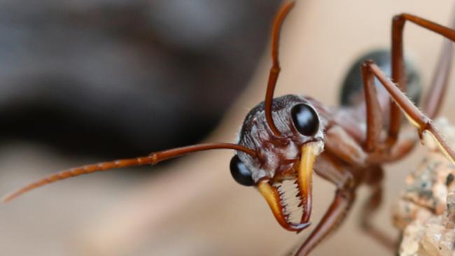 The browsing ant is one of nine exotic pests and diseases threatening Australia’s biosecurity.