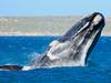 Whale advocates no big fan of $1.75bn SE wind farm bid